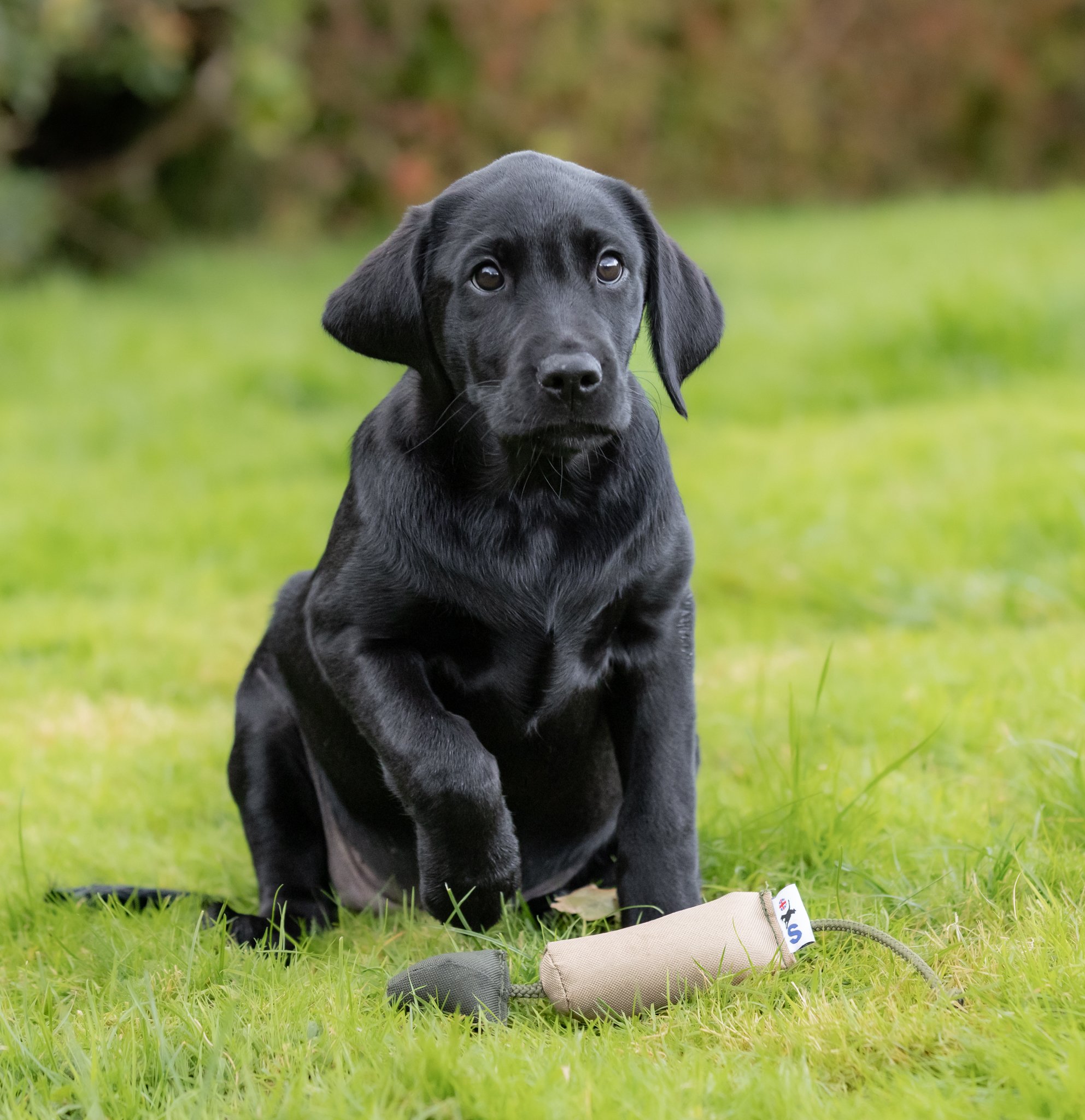 Bird Dummy - Small - Image 2