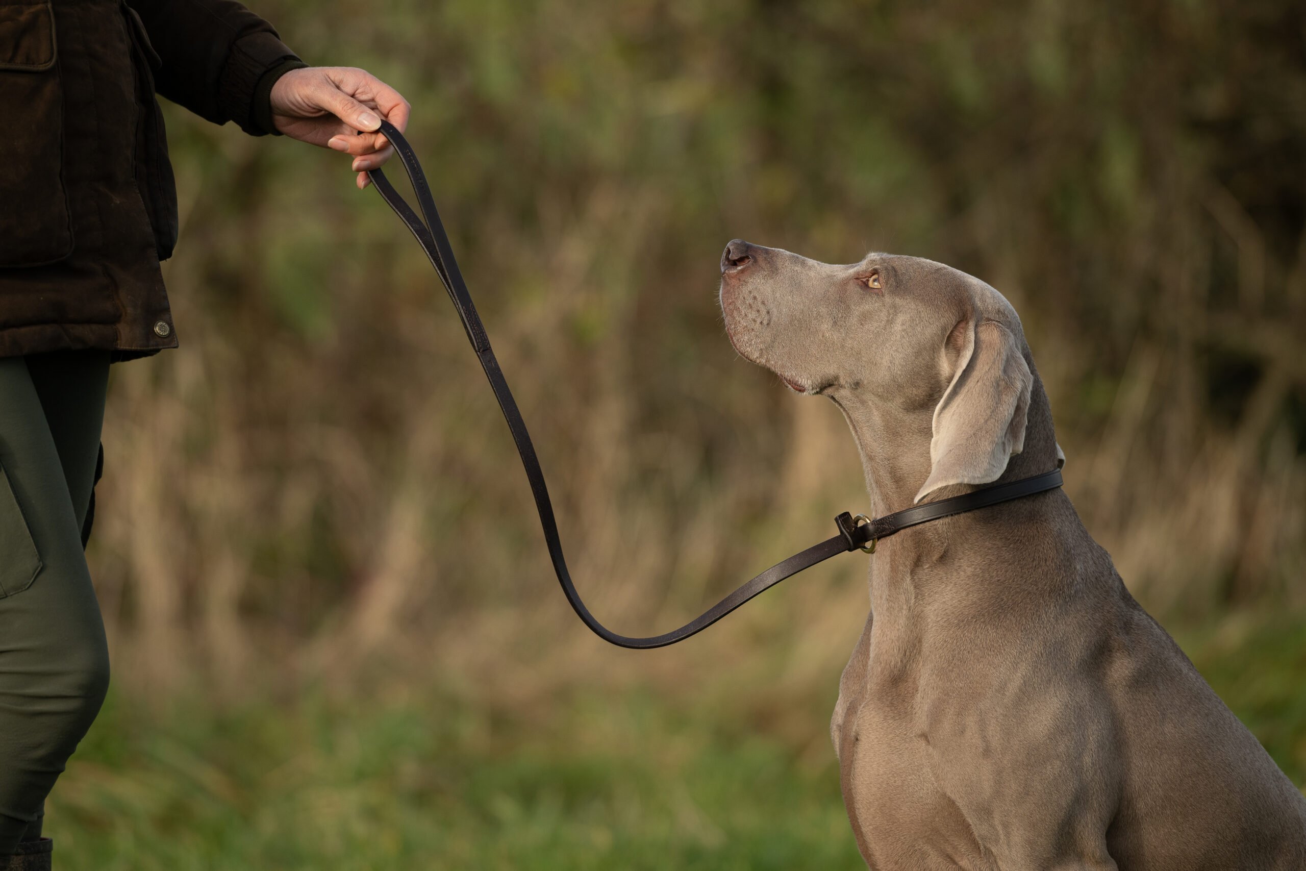 Leather Leads & Collars Thumbnail