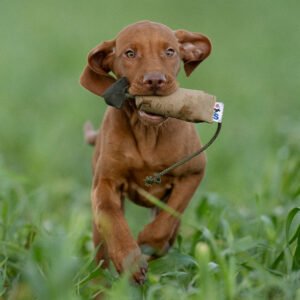 Bird Dummy - Small - Image 2