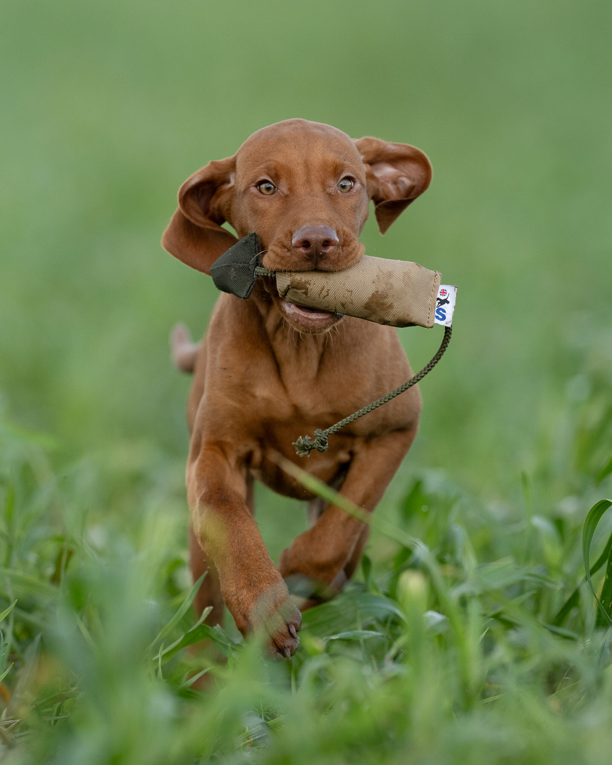Bird Dummy - Small - Image 2