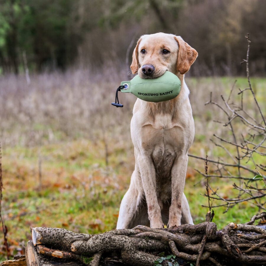 Retrieve Dummy