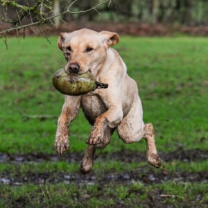 Retrieve Dummy - Image 6