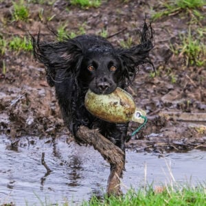 Retrieve Dummy - Image 5