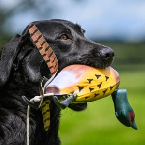 Game Bird Pheasant - Image 4