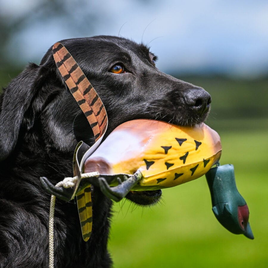 Game Bird Pheasant