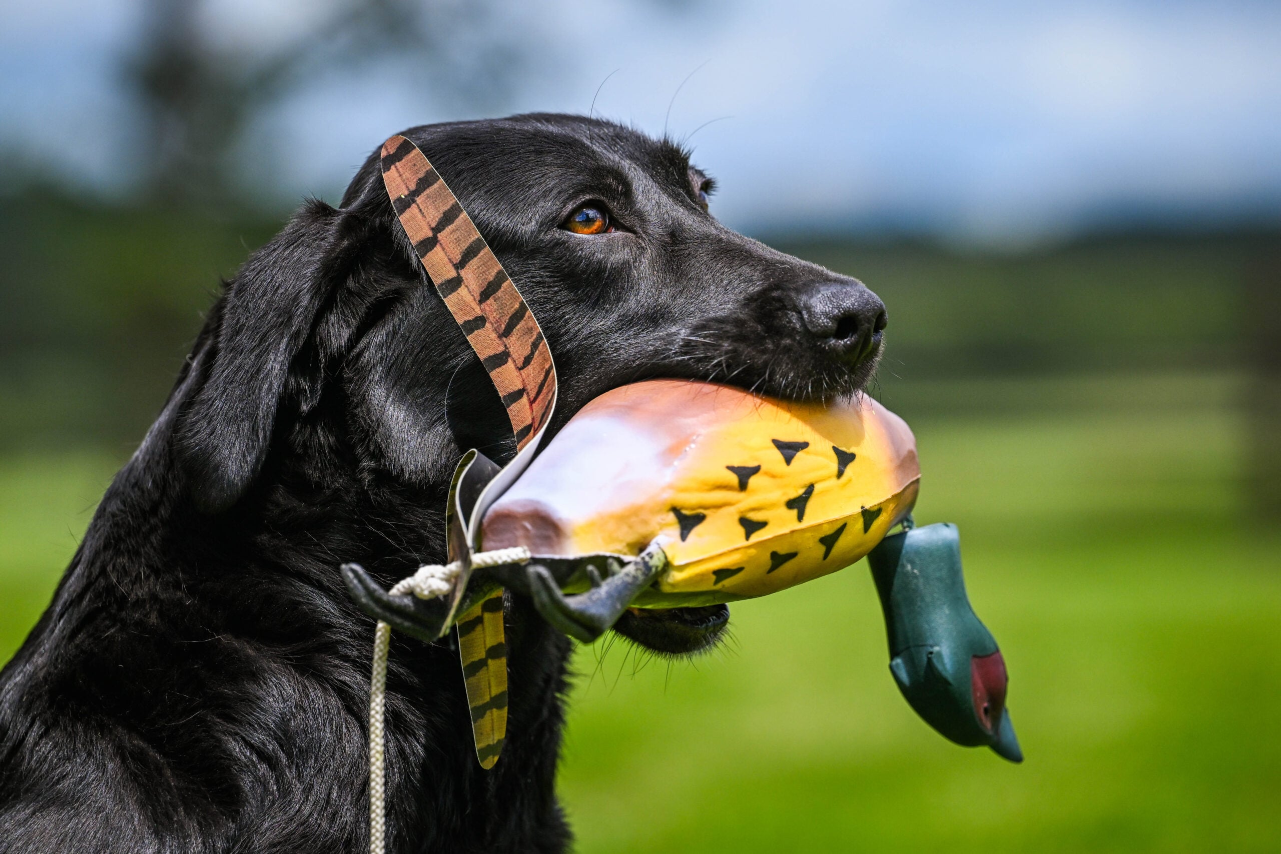 Game Bird Pheasant - Image 4