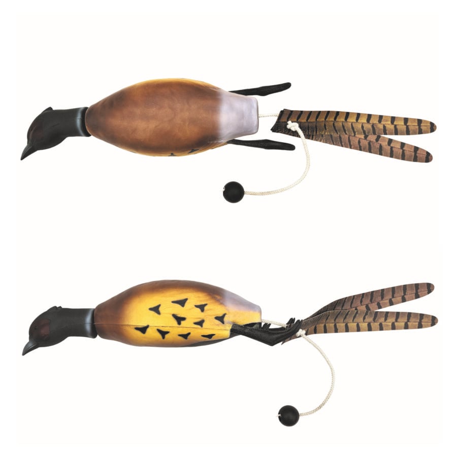 Game Bird Pheasant