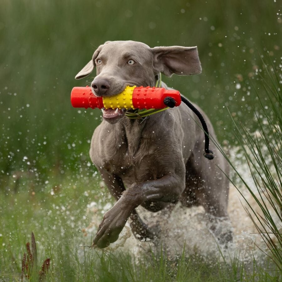 BG True Hold - 2" Water Dummy