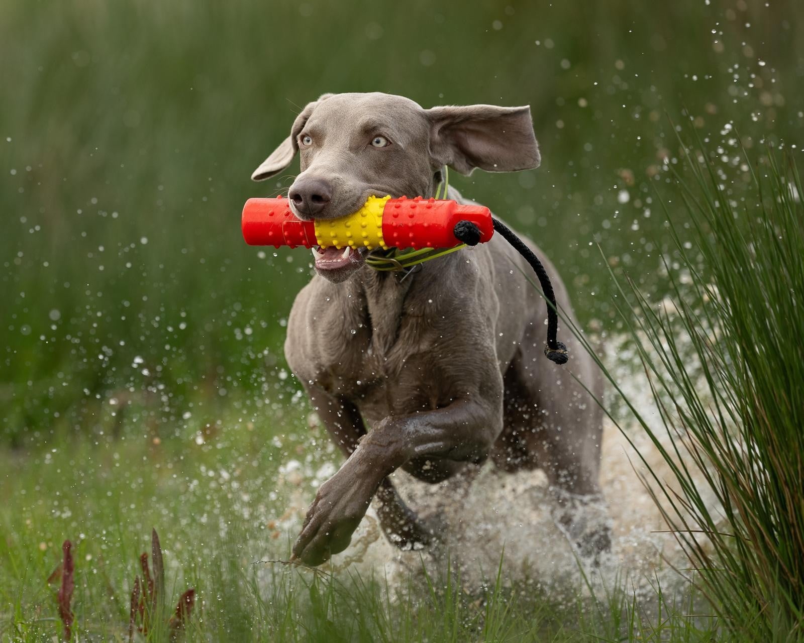 BG True Hold - 2" Water Dummy - Image 3