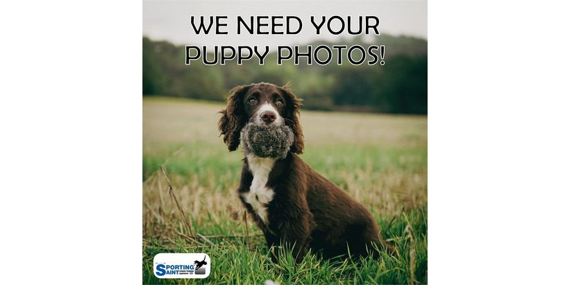 Terms and Conditions for Puppy Photos Submissions on Social Media 14/01/22 