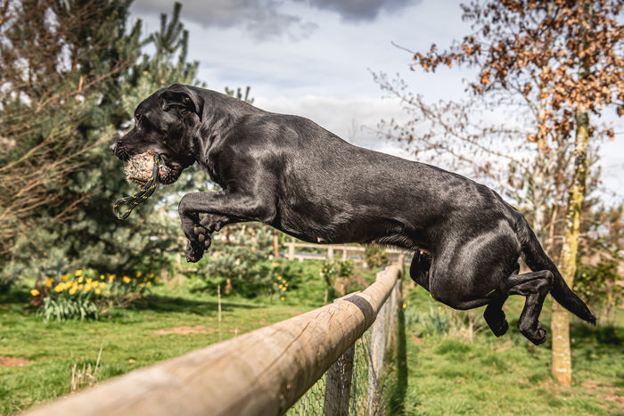dog jumping fence carrying BG rabbit ball