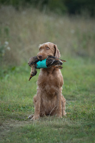 Dog holding dead game bird with green canvas wrap