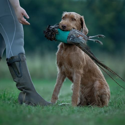 Dog holding dead bird with green canvas wrap