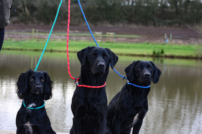 dogs on 1m slip leads blue green red